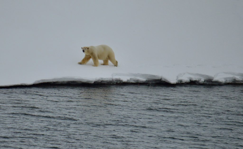 Polar bear