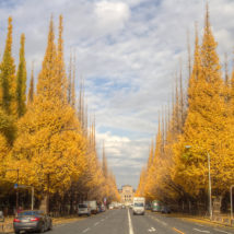 Jingu Gaien Gingkoo Trees