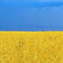 Ukraine Wheat