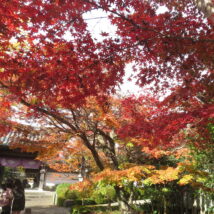 Japan Autumn Leaves